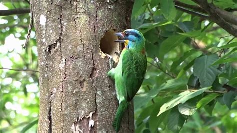 鳥築巢|五色鳥在都市棲地的巢樹及巢位研究